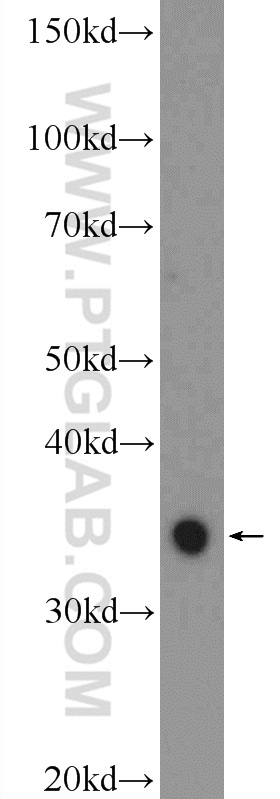 20494-1-AP;RAW 264.7 cells