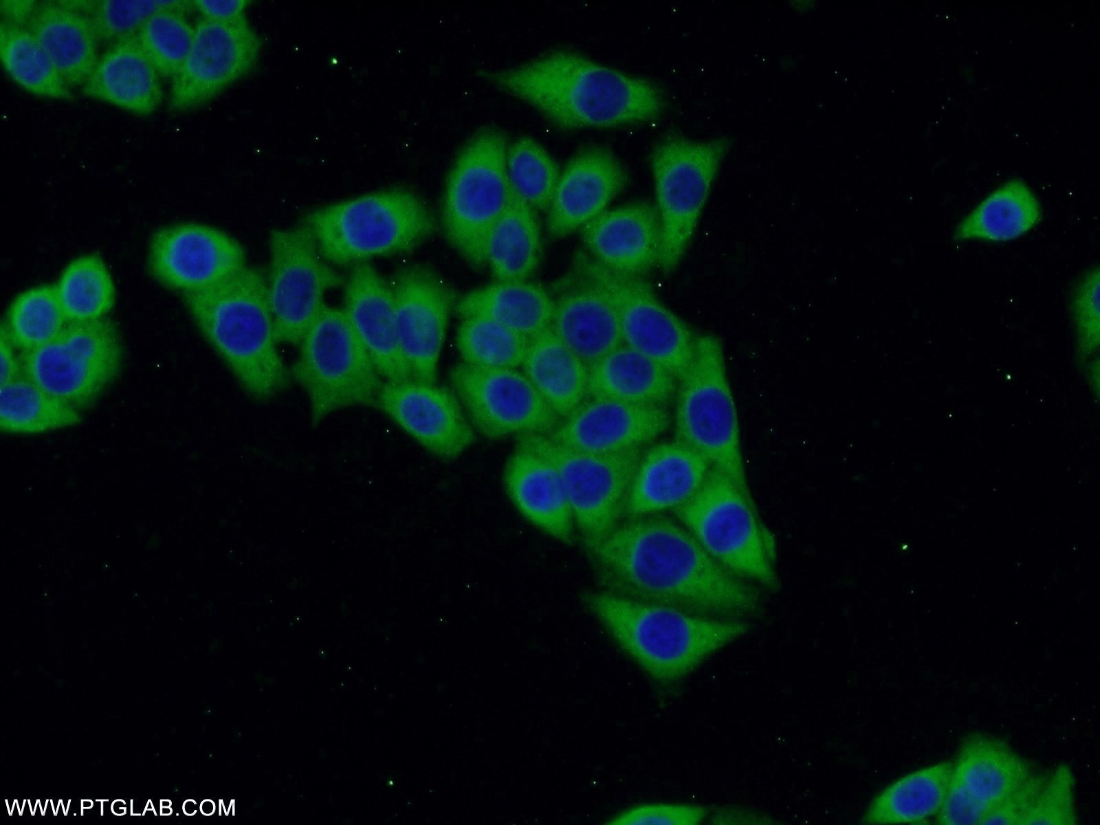 21923-1-AP;HeLa cells