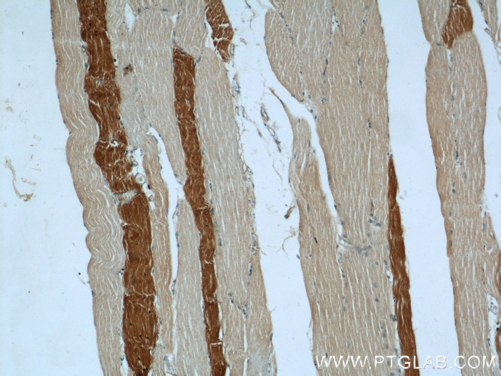 21923-1-AP;human skeletal muscle