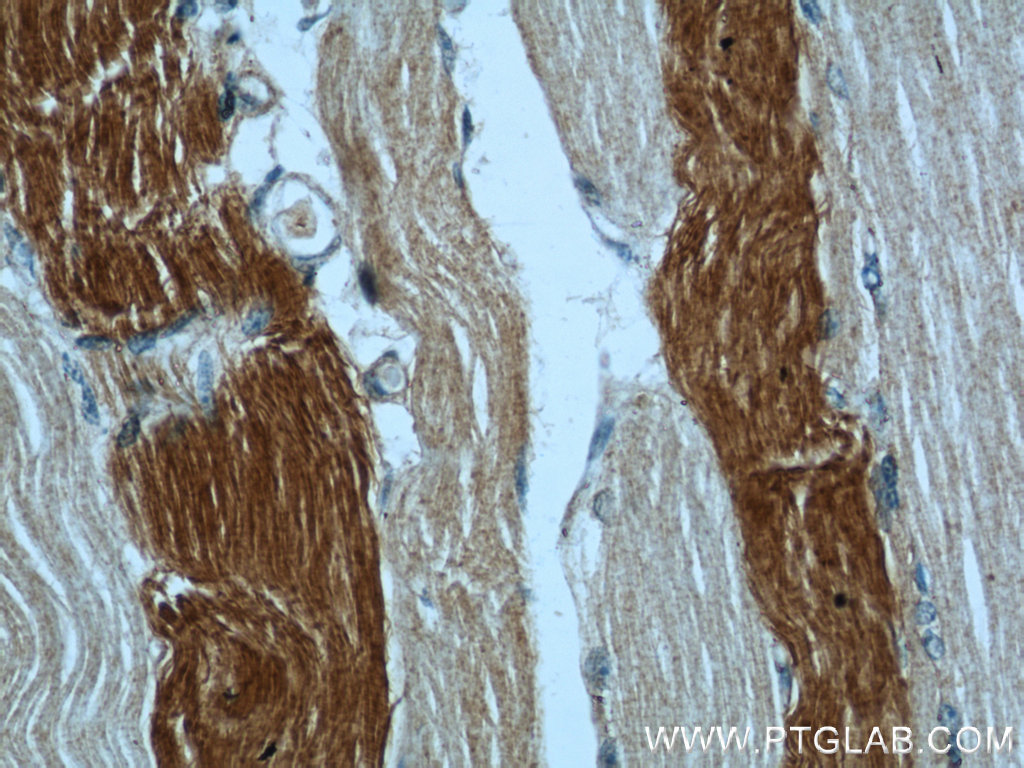 21923-1-AP;human skeletal muscle