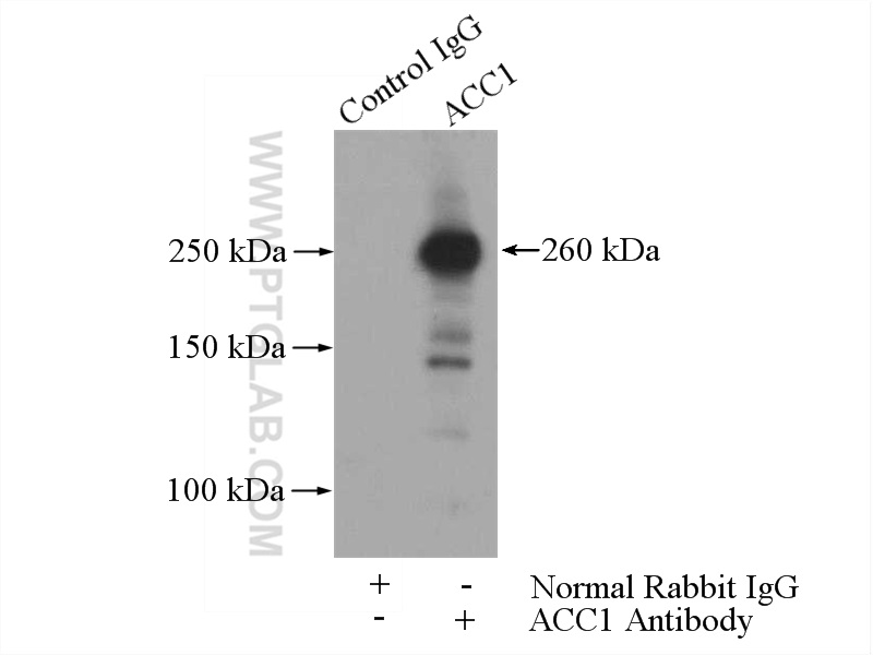 21923-1-AP;HeLa cells