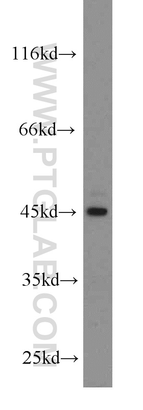 13122-1-AP;HEK-293 cell