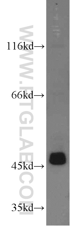 15901-1-AP;MCF7 cells