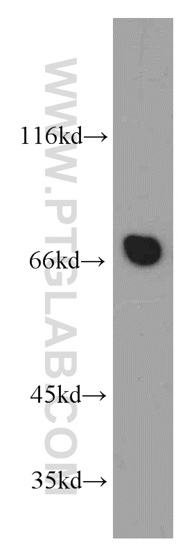 21505-1-AP;mouse cerebellum tissue