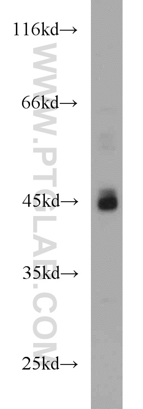 13328-1-AP;HeLa cells