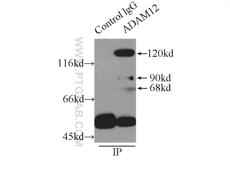 14139-1-AP;HeLa cells