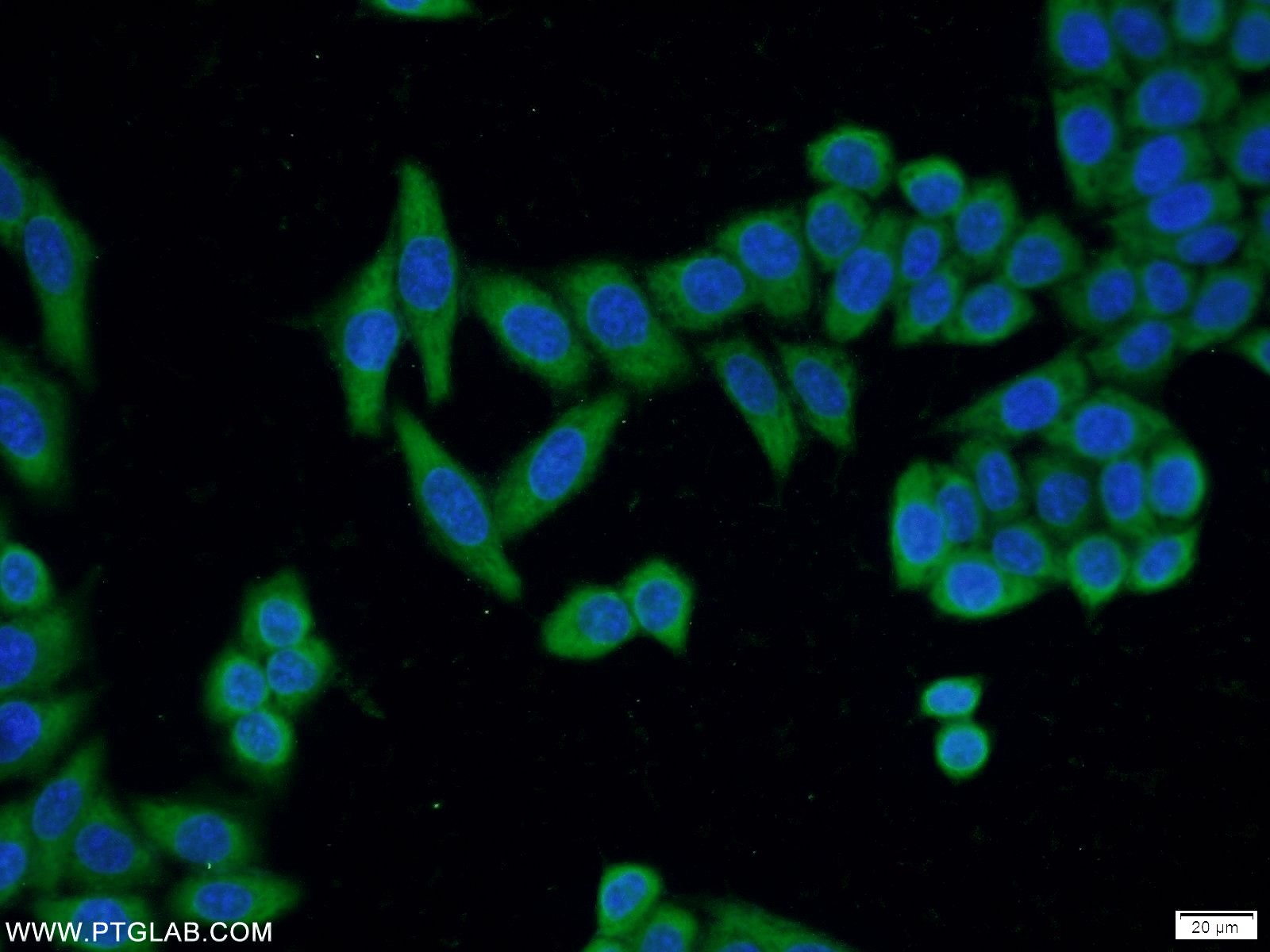 22147-1-AP;HeLa cells