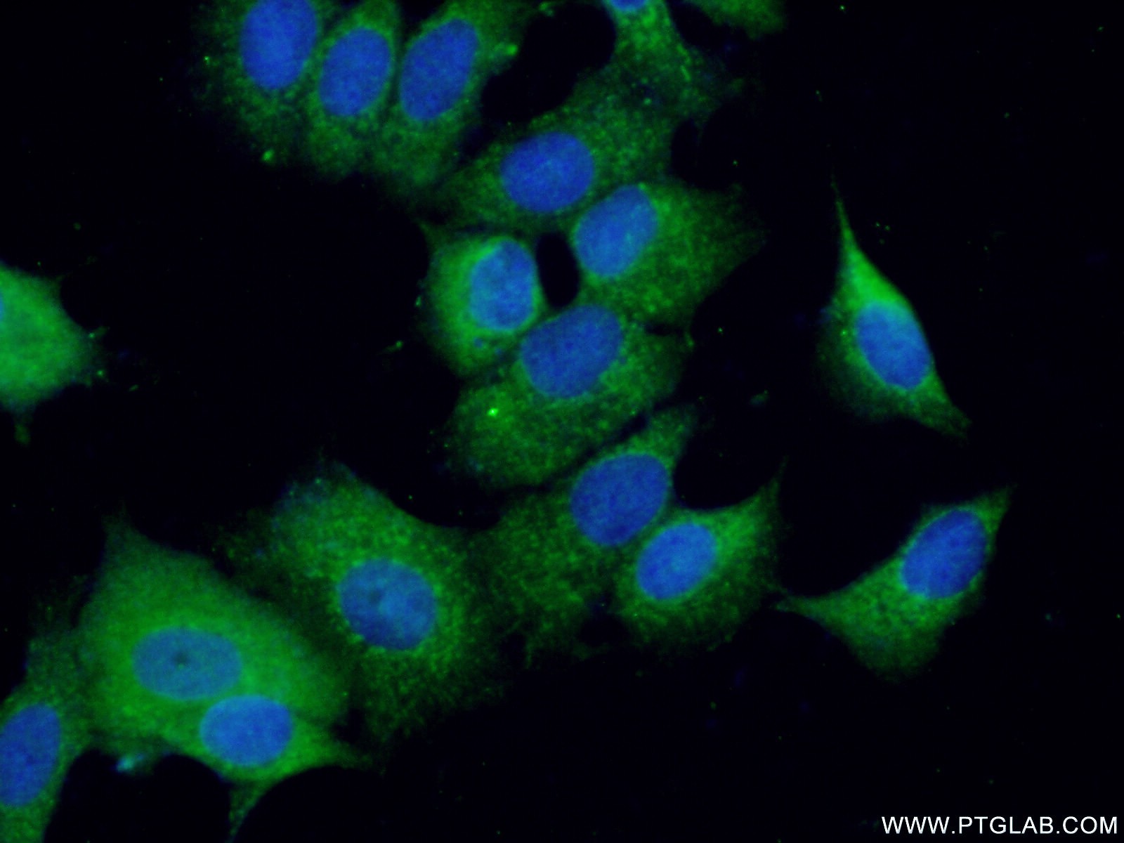 17899-1-AP;MCF-7 cells