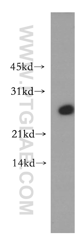 13621-1-AP;A431 cell