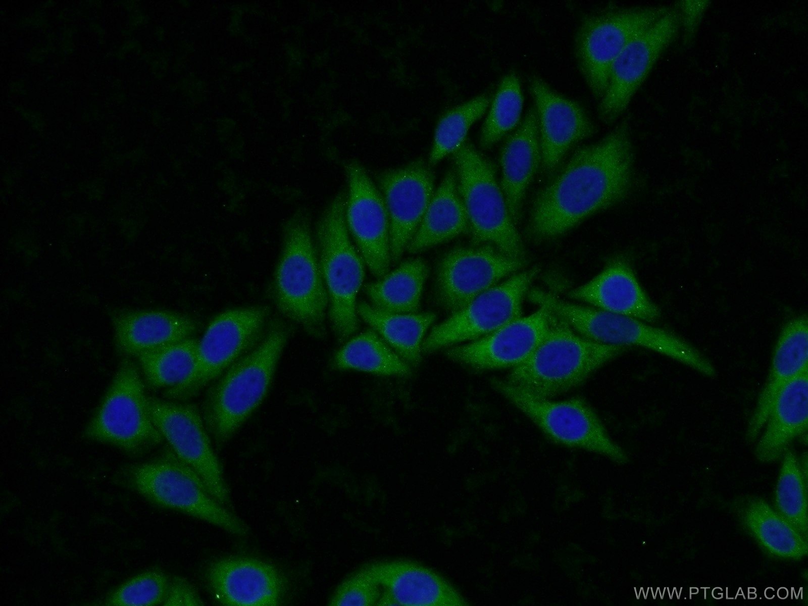 16504-1-AP;HepG2 cells