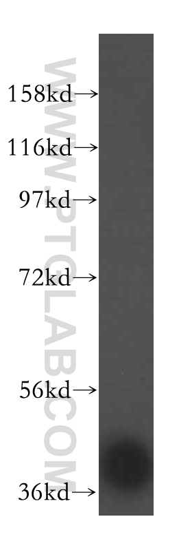 16504-1-AP;HepG2 cell