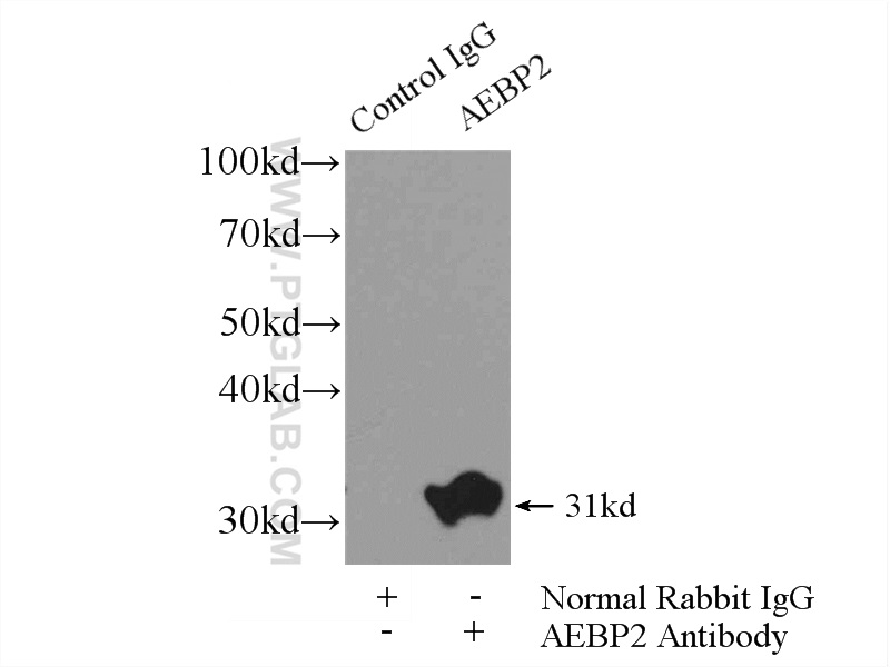 11232-2-AP;mouse testis tissue