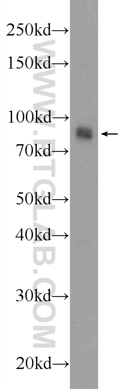 23909-1-AP;COS-7 cells