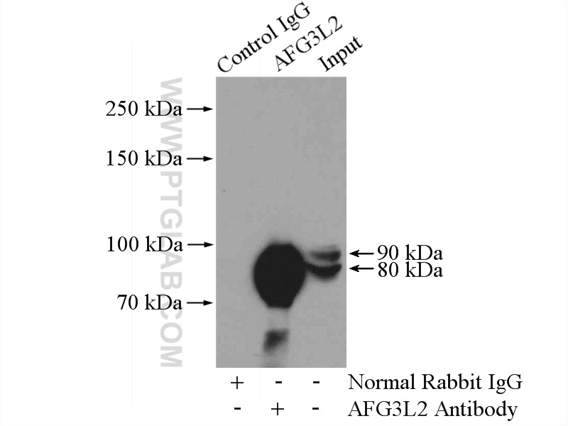 14631-1-AP;mouse kidney tissue