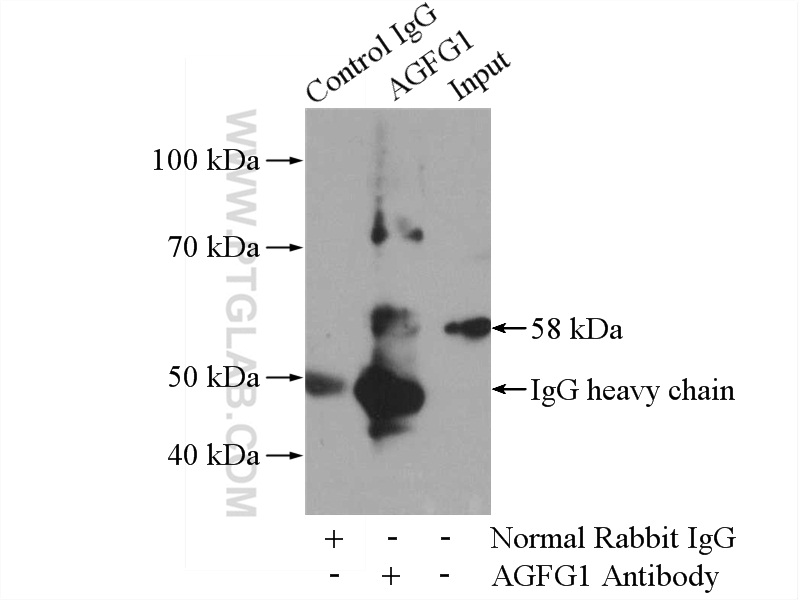 12670-1-AP;mouse testis tissue