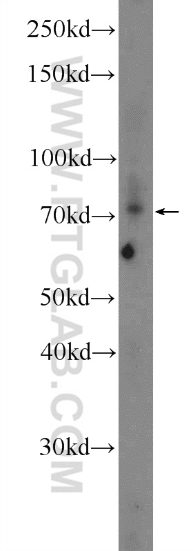 10103-1-AP;PC-3 cells