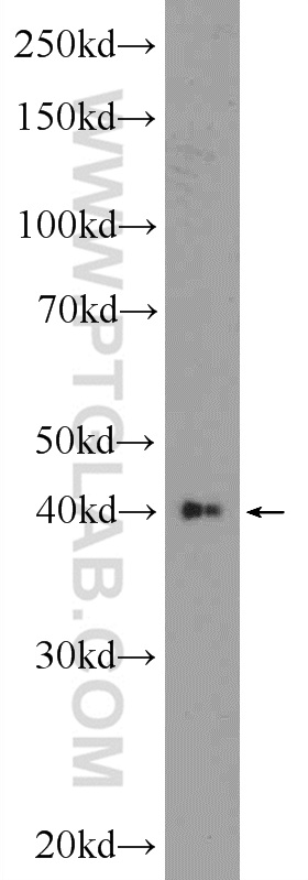 23042-1-AP;HEK-293 cells