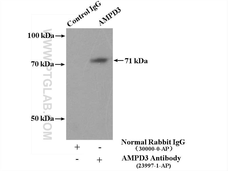 23997-1-AP;mouse kidney tissue