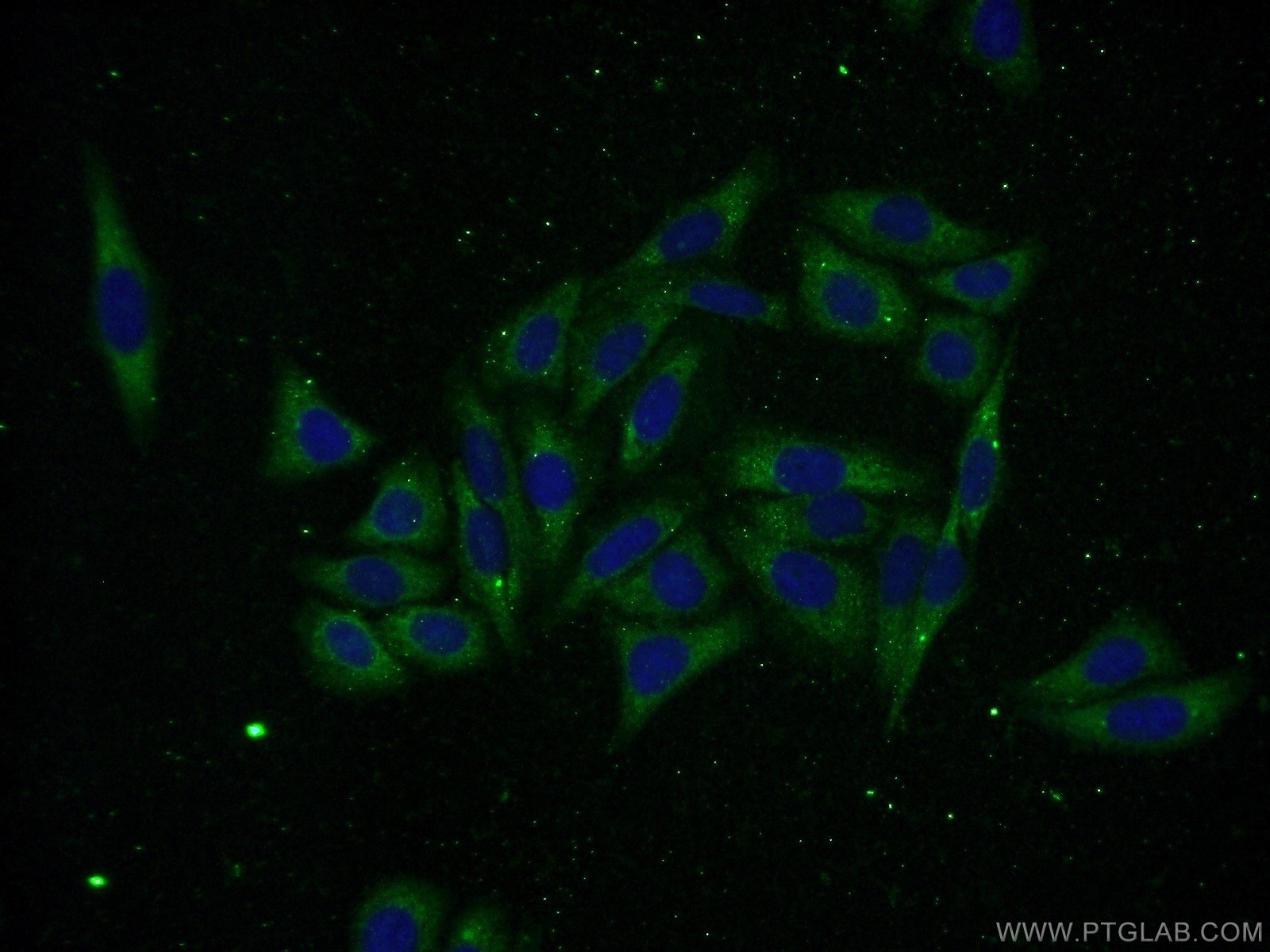 16664-1-AP;HepG2 cells