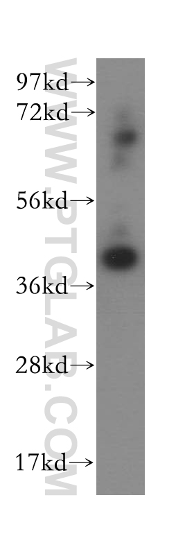 16664-1-AP;HepG2 cells