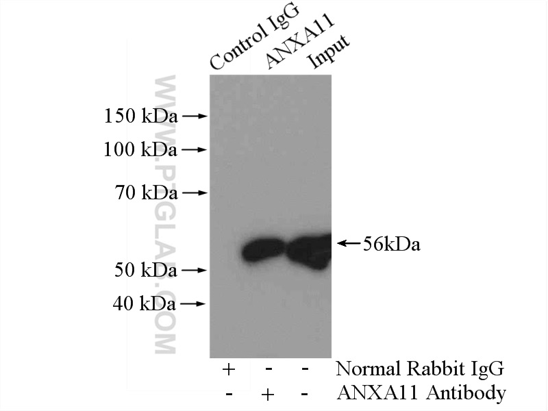 10479-2-AP;HeLa cells