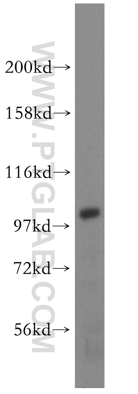 16932-1-AP;HEK-293 cell