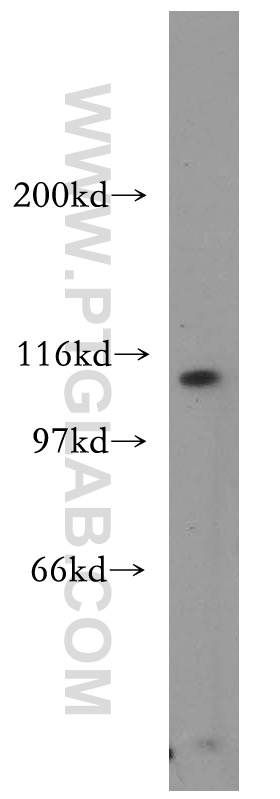 16454-1-AP;NIH/3T3 cell