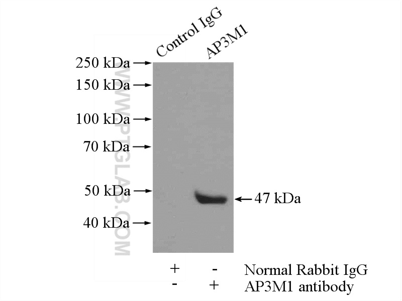 12114-1-AP;NIH/3T3 cells