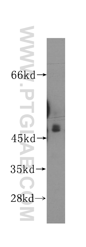 12114-1-AP;NIH/3T3 cells