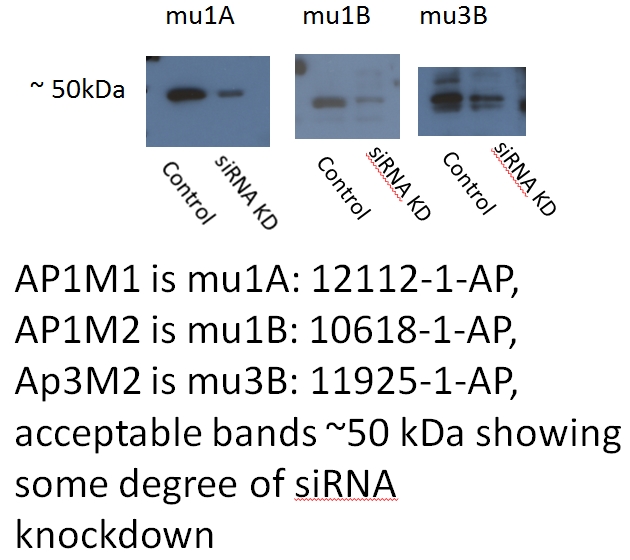 11925-1-AP;Hacat cells (siRNA)