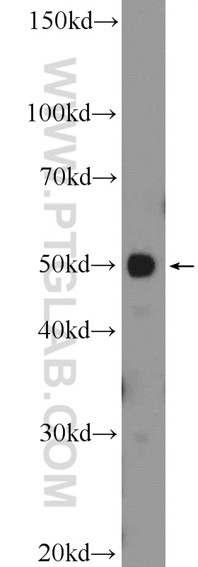 25689-1-AP;HepG2 cells