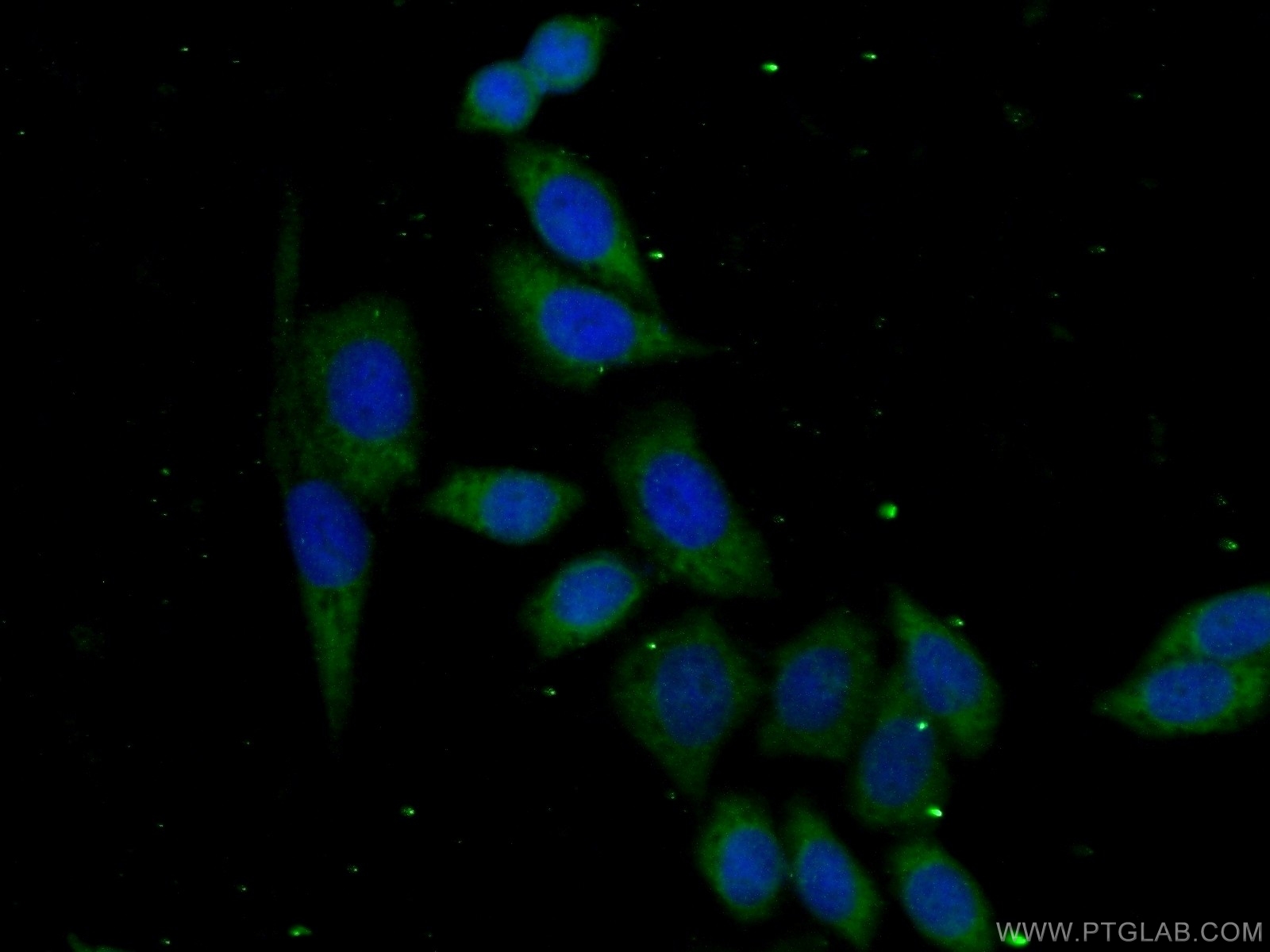 20121-1-AP;HeLa cells