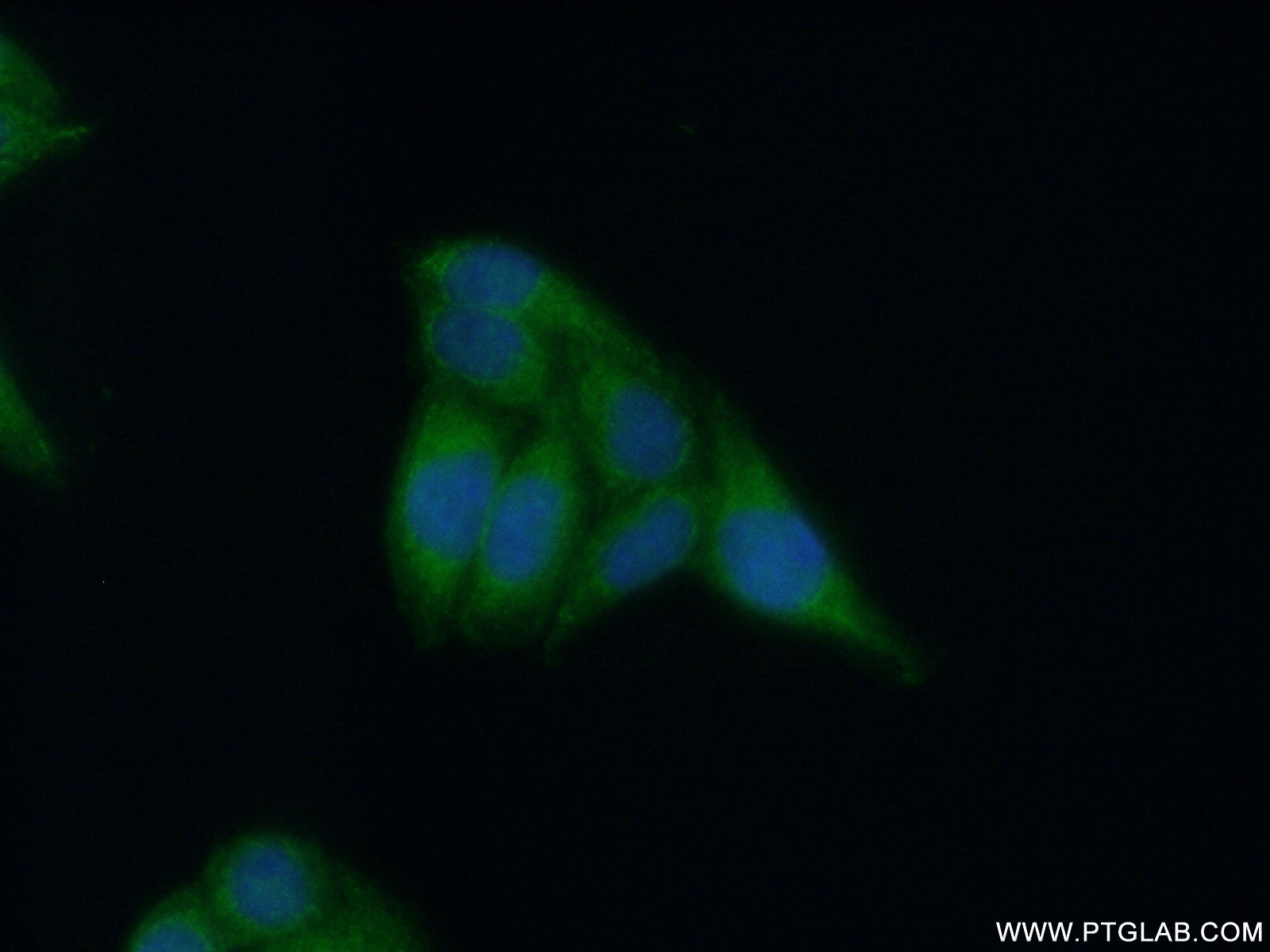 10564-1-AP;HepG2 cells