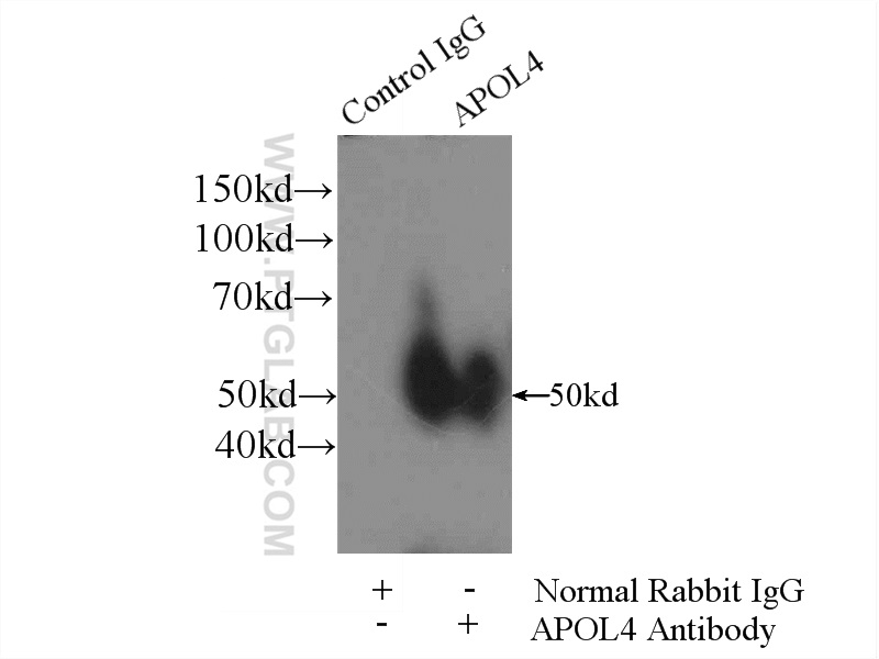 10564-1-AP;HepG2 cells