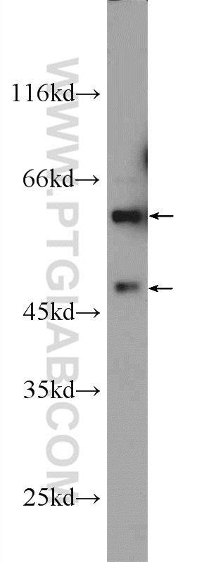 23843-1-AP;HepG2 cells