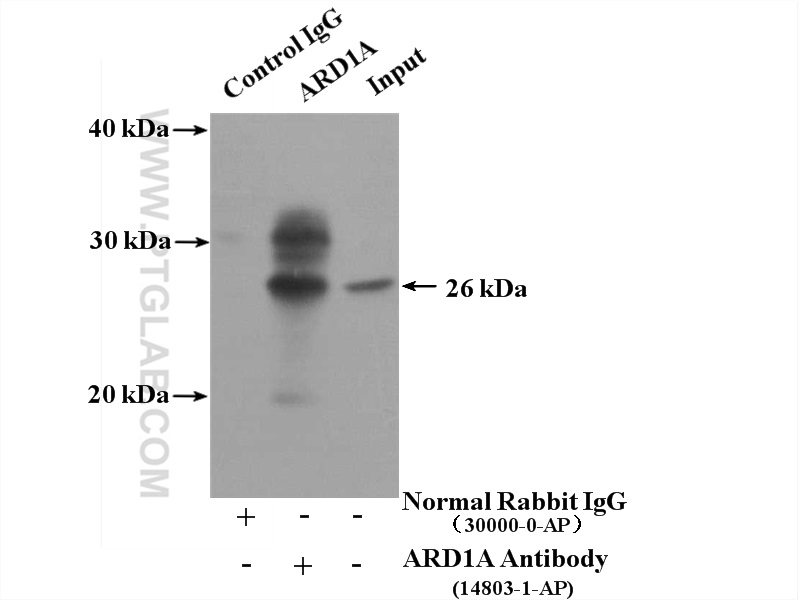 14803-1-AP;MCF-7 cells