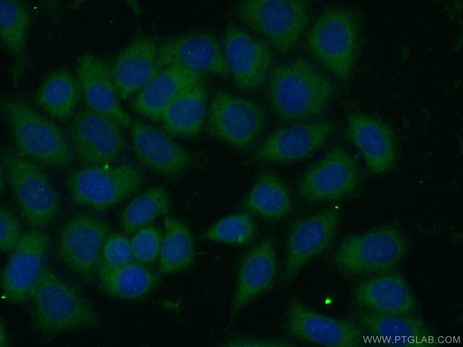 11169-1-AP;HeLa cells