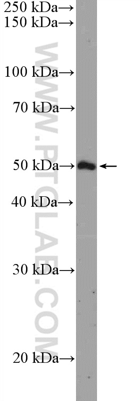 11169-1-AP;RAW 264.7 cells