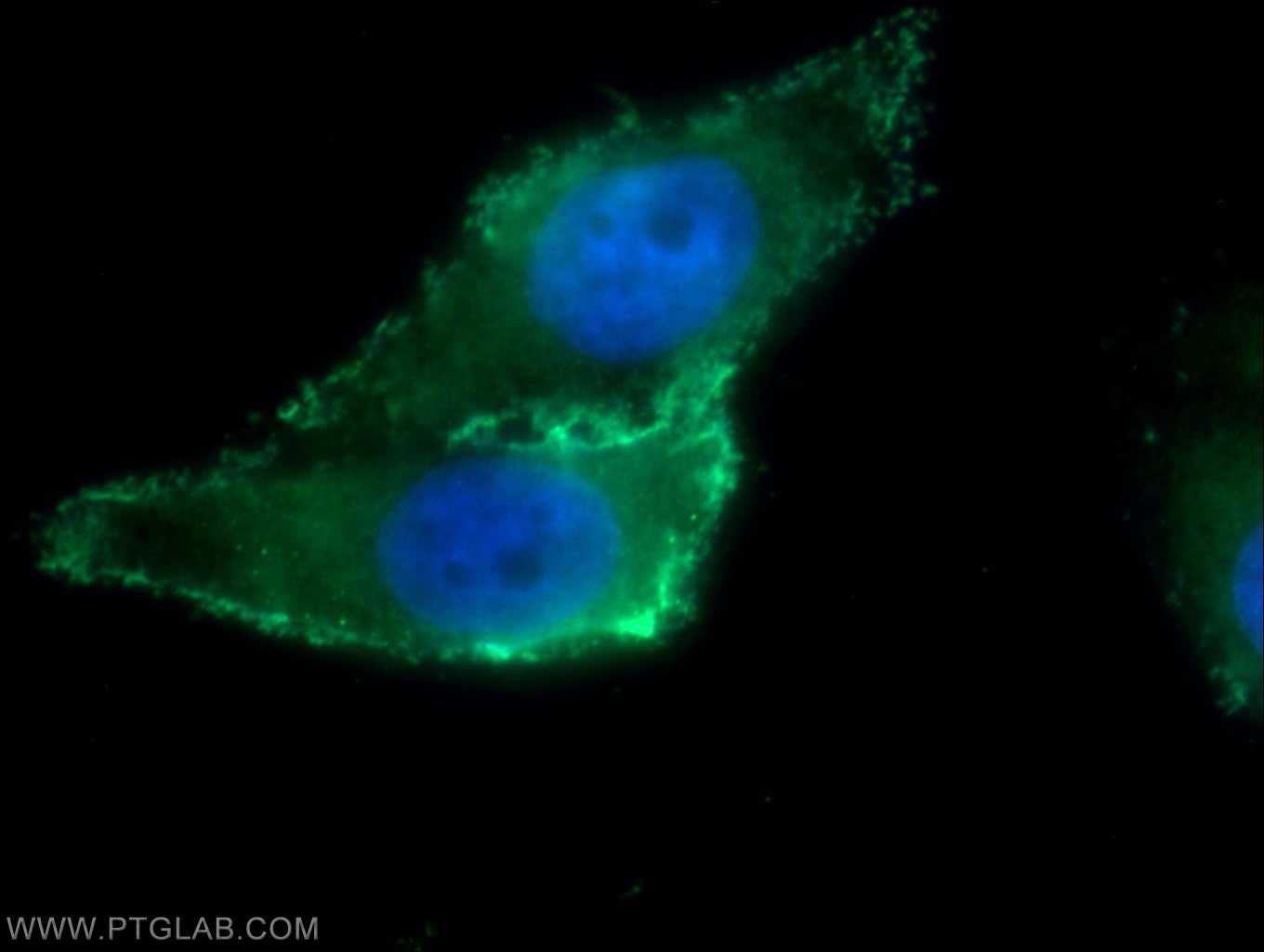 22183-1-AP;HepG2 cells