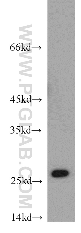 16122-1-AP;Jurkat cells