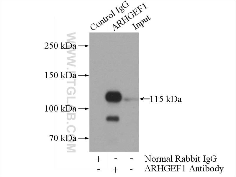 11363-1-AP;HEK-293 cells