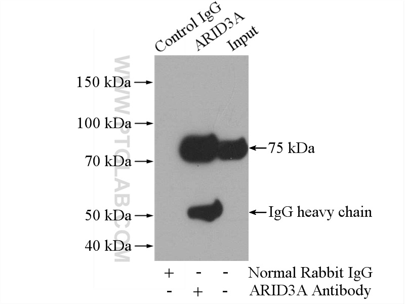 14068-1-AP;K-562 cells