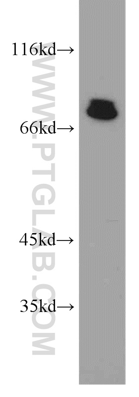 14068-1-AP;K-562 cells