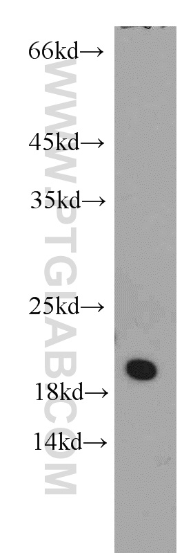 16012-1-AP;K-562 cells