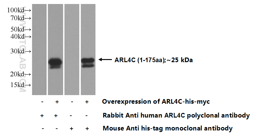 10202-1-AP;Transfected HEK-293 cells