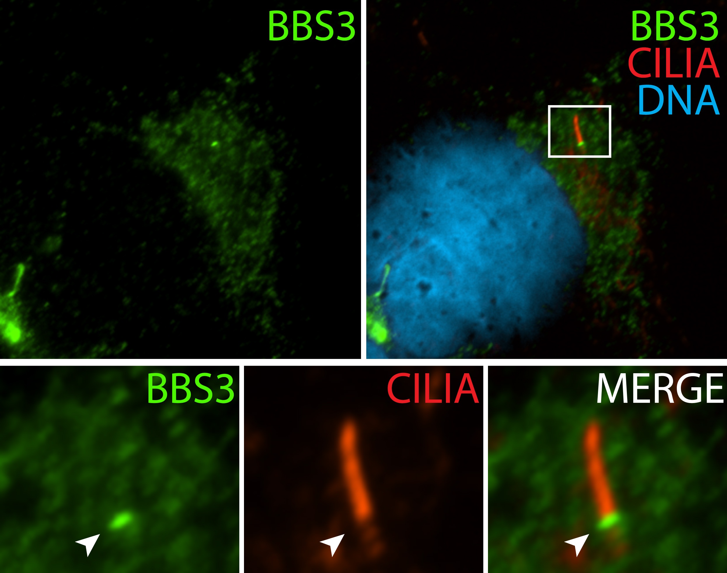 12676-1-AP;hTERT-RPE1 cells