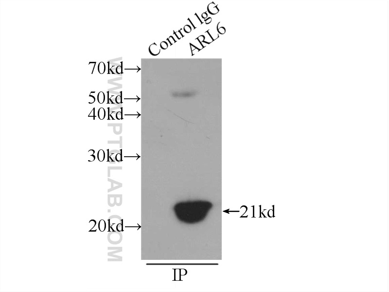 12676-1-AP;rat brain tissue