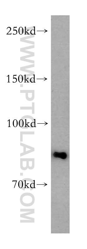 12810-1-AP;HEK-293 cell