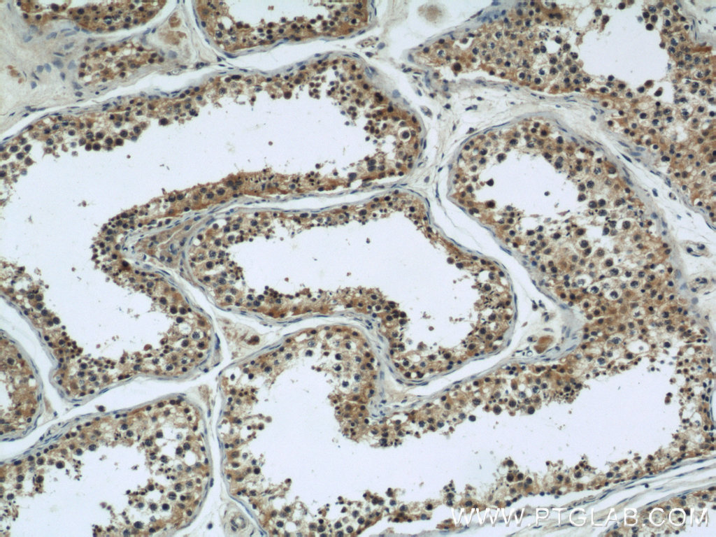 10930-1-AP;human testis tissue