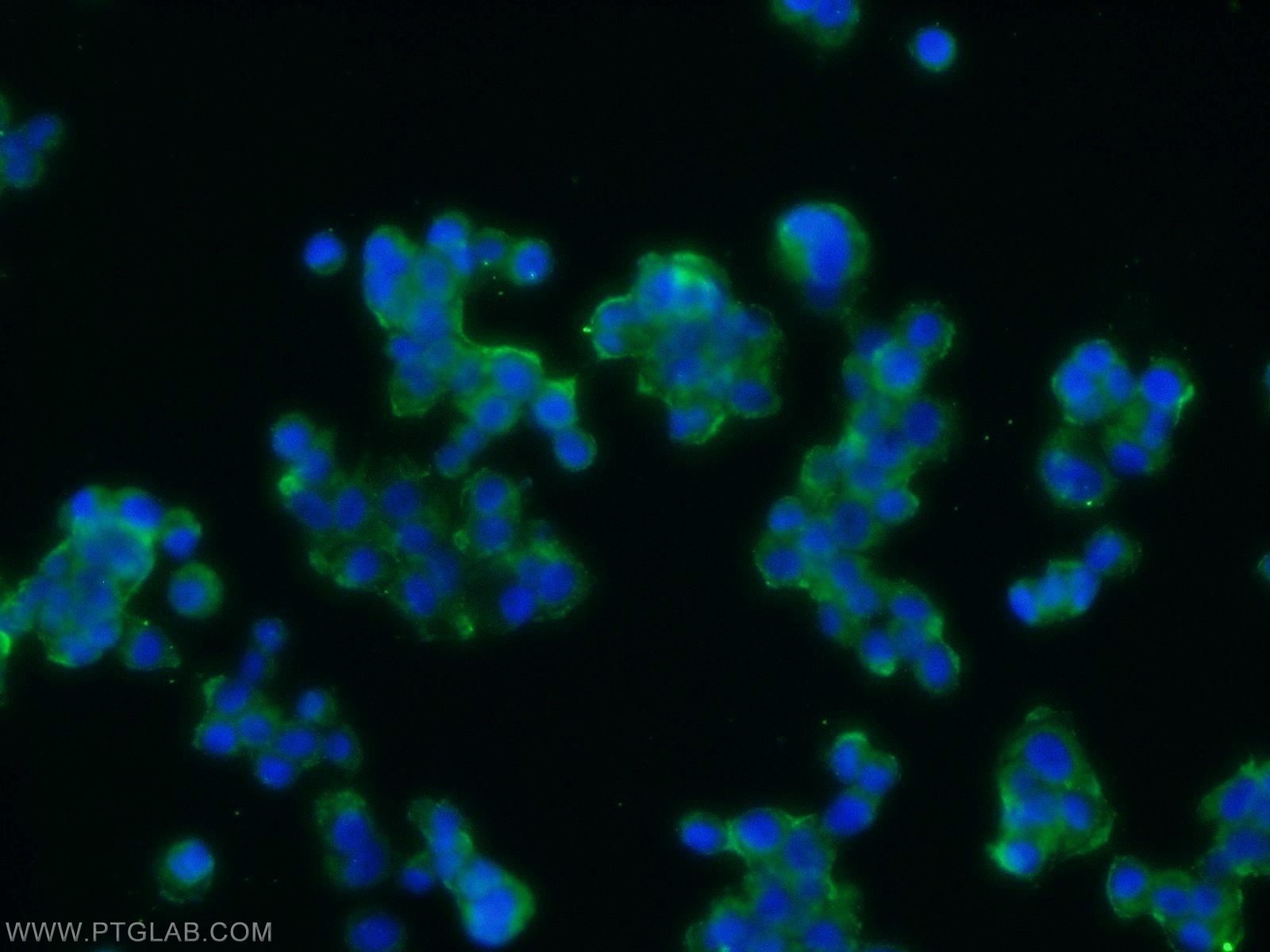 25060-1-AP;PC-12 cells